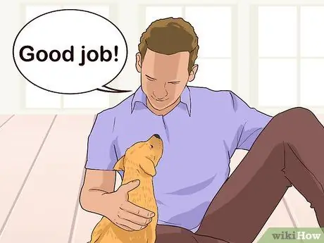 Получите незаинтересованного щенка в восторге от дрессировки Шаг 10