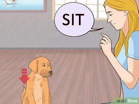 Получите незаинтересованного щенка в восторге от дрессировки Шаг 5