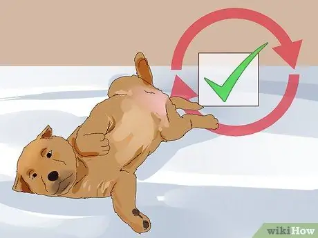 Получите незаинтересованного щенка в восторге от дрессировки Шаг 6