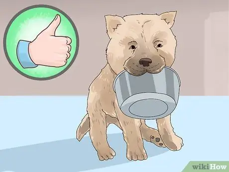 Получите незаинтересованного щенка в восторге от дрессировки Шаг 8