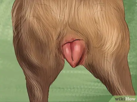 Определите, девочка или мальчик - собака. Шаг 12