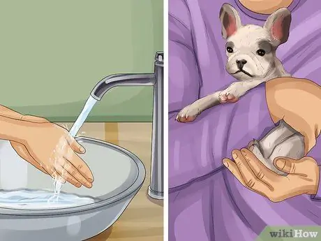 Как определить, девочка или мальчик - собака. Шаг 2