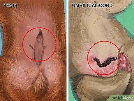 Определите, девочка или мальчик - собака. Шаг 5