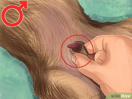 Определите, девочка или мальчик - собака. Шаг 6