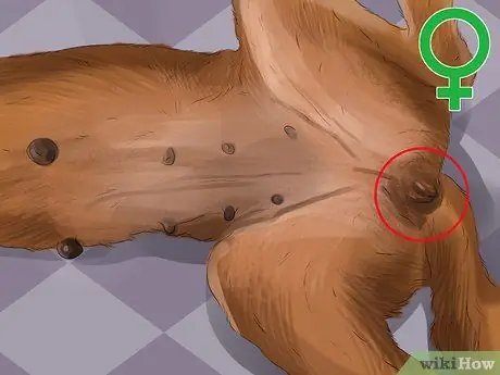 Как определить, девочка или мальчик - собака. Шаг 7