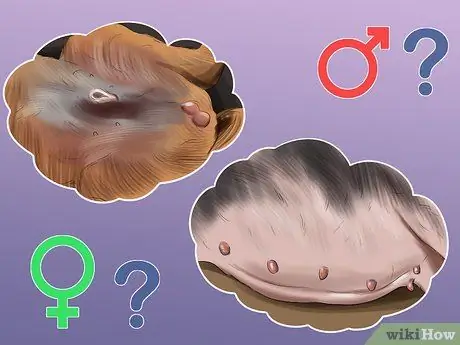 Определите, девочка или мальчик - собака. Шаг 9