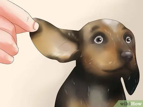 Выбери щенка из помета Шаг 10