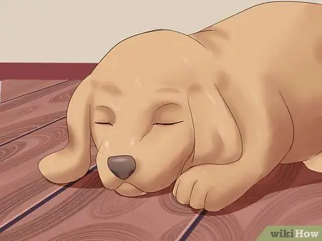 Выбери щенка из помета Шаг 12