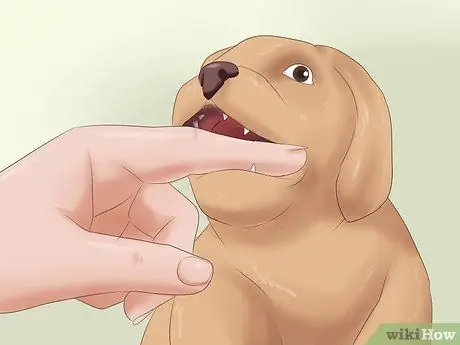 Выбери щенка из помета Шаг 13