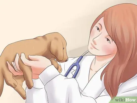 Выбери щенка из помета Шаг 14