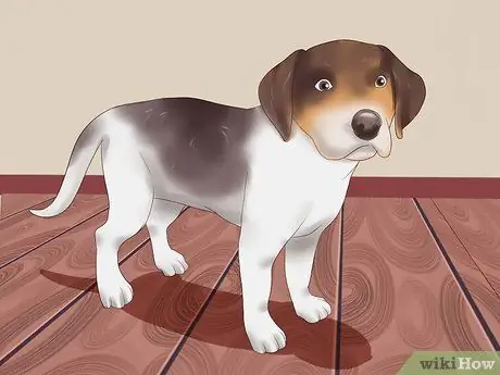 Выбери щенка из помета Шаг 15