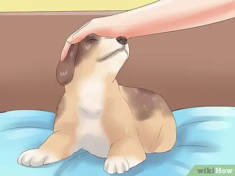 Выбери щенка из помета Шаг 8