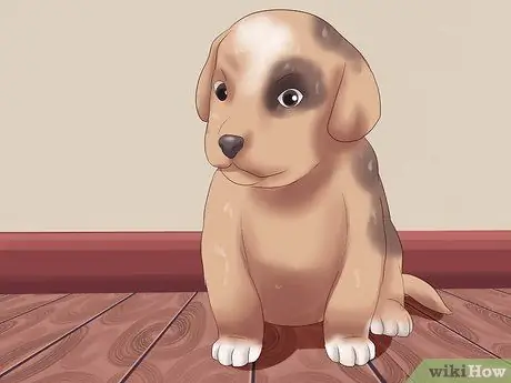 Выбери щенка из помета Шаг 9