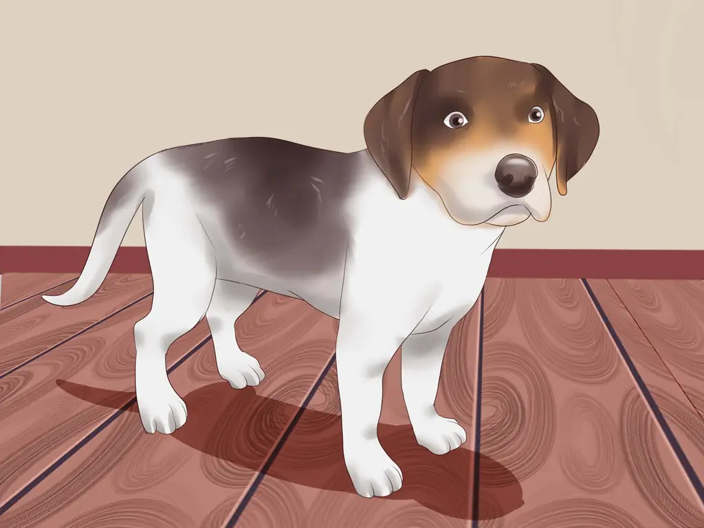 Как выбрать щенка из помета: 15 шагов (с иллюстрациями)