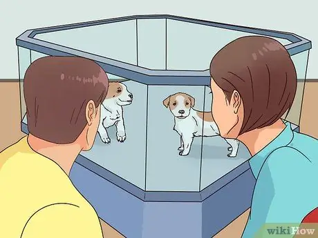 Выберите щенка Джека Рассела Шаг 13