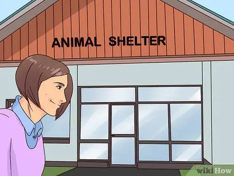 Выберите щенка Джека Рассела Шаг 14