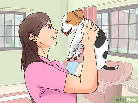 Выберите щенка Джека Рассела Шаг 2