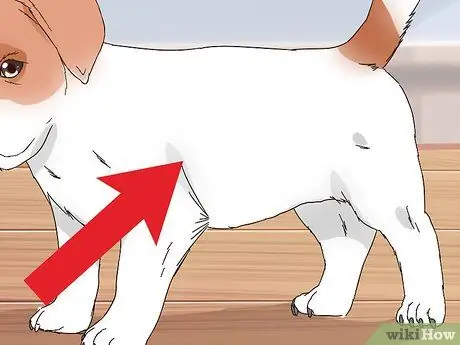 Выберите щенка Джека Рассела Шаг 6