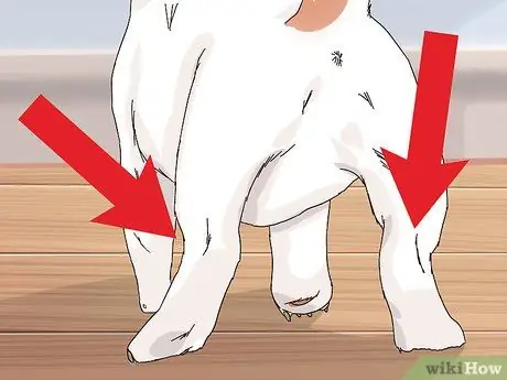 Выберите щенка Джека Рассела Шаг 7