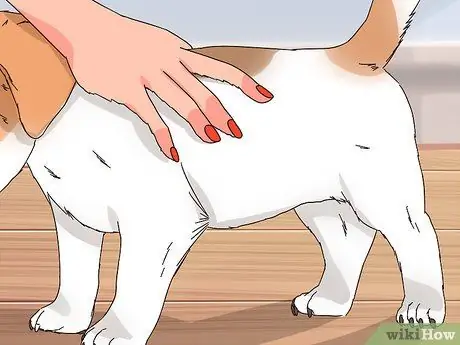 Выберите щенка Джека Рассела Шаг 8