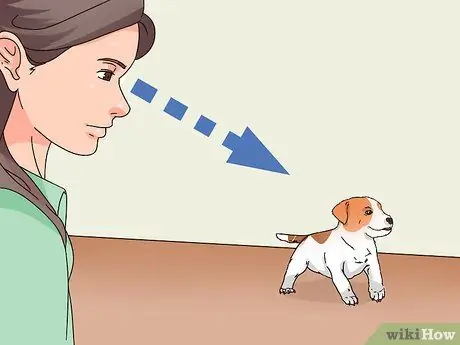 Выберите щенка Джека Рассела Шаг 9