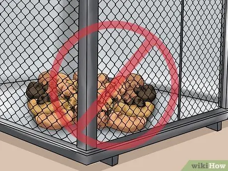 Выбери здорового щенка Шаг 12