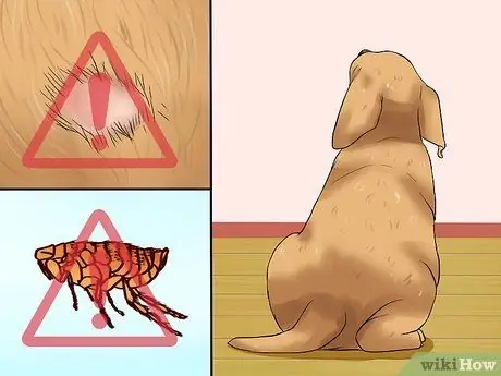 Выбери здорового щенка Шаг 3