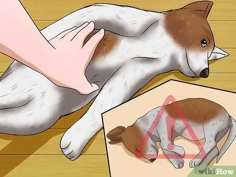 Выберите здорового щенка Шаг 4