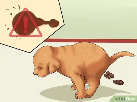 Выберите здорового щенка Шаг 5