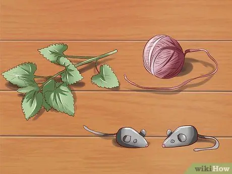 Заведите кота, который вам понравится, шаг 2