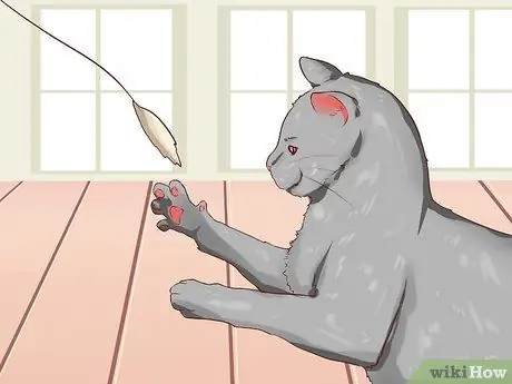 Заведите кота, который вам понравится, шаг 3