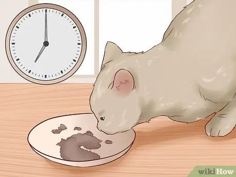 Заведите кота, который вам понравится Шаг 4