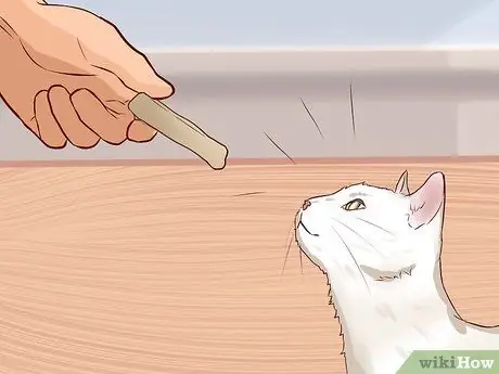 Заведите кота, который понравится вам Шаг 5