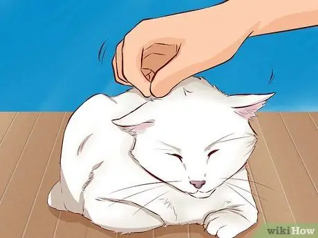 Добудьте кота, который вам понравится Шаг 6