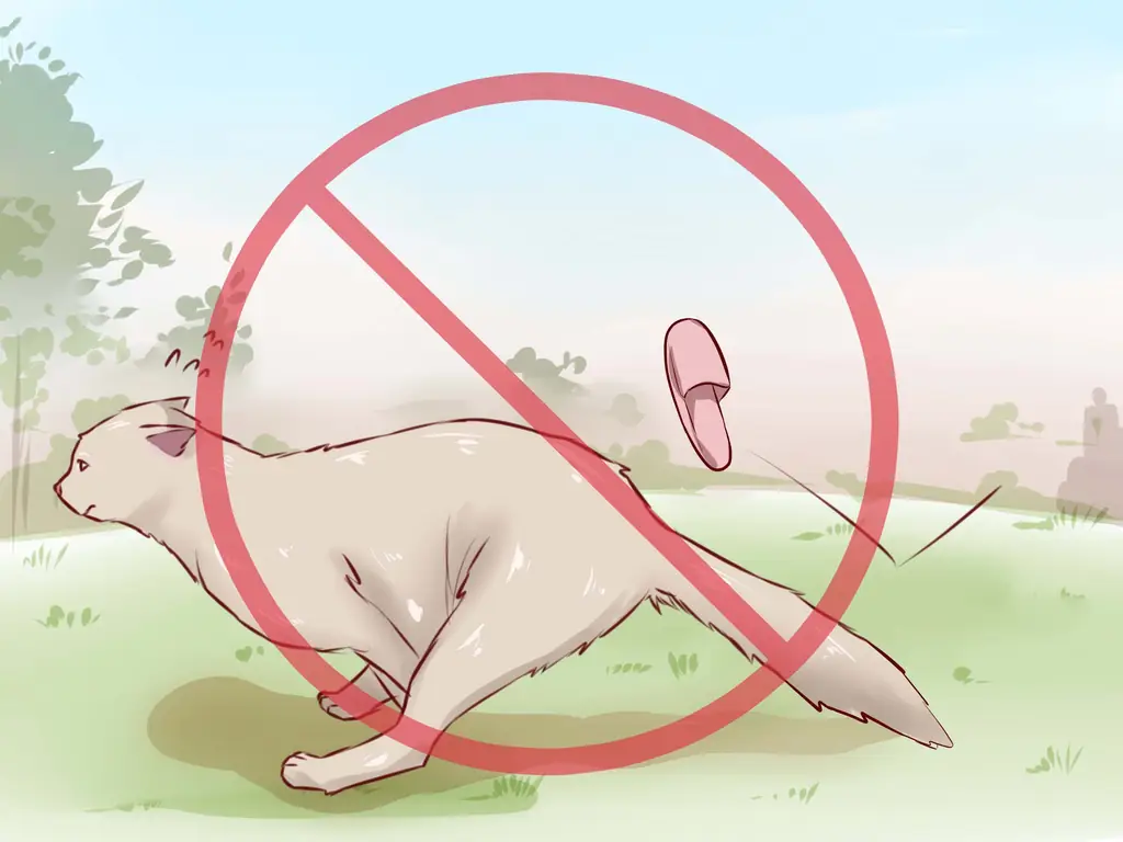 Как понравиться коту: 10 шагов (с картинками)