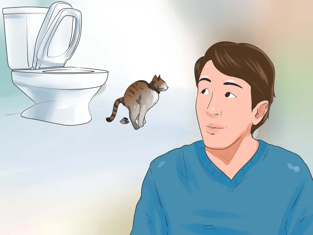 Как приучить кошку к туалету: 11 шагов (с иллюстрациями)