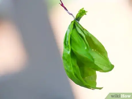 Сухой базилик Шаг 7