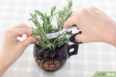 Сухой розмарин Шаг 1