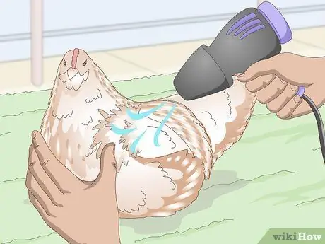 Купание курицы Шаг 12