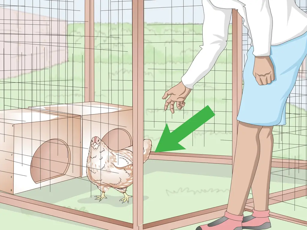 Как искупать курицу (с иллюстрациями)