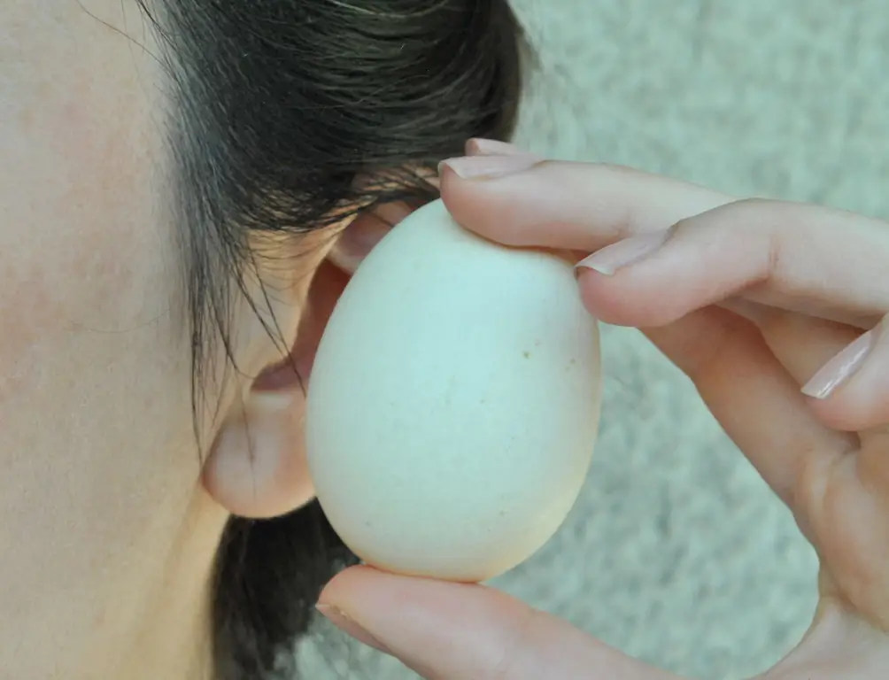 Как определить, свежие ли яйца: 8 шагов (с изображениями)