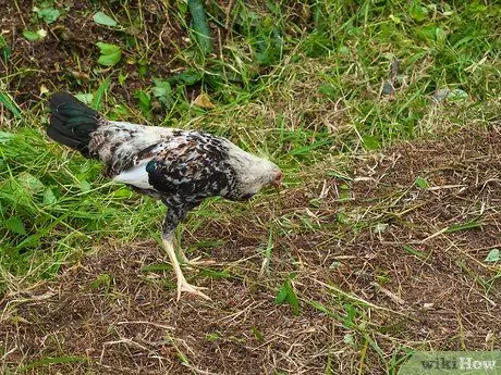 Выберите яйца Шаг 3