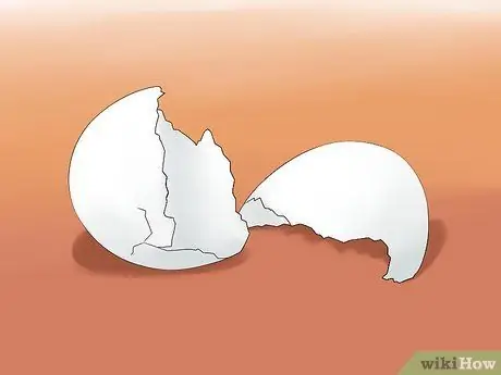 Удобрение почвы с помощью яичной скорлупы Шаг 1