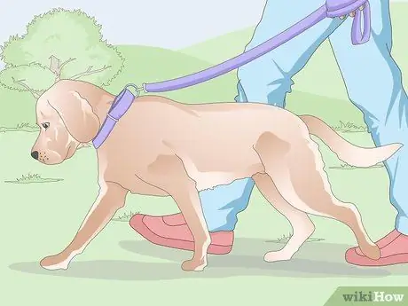 Получение образца мочи от суки Шаг 3