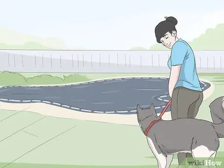 Не допускайте собак к покрытию бассейна Шаг 1