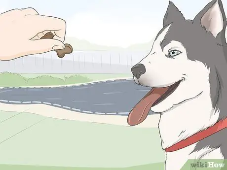 Не подпускайте собак к укрытию для бассейна Шаг 5