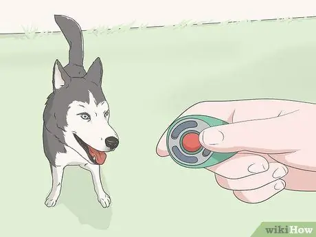 Не подпускайте собак к укрытию для бассейна Шаг 8