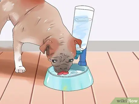 Держите вашу собаку комфортно на открытом воздухе Шаг 5