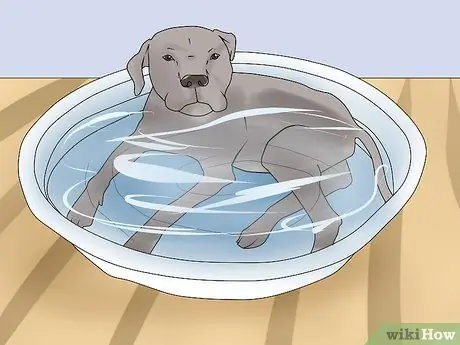 Держите вашу собаку комфортно на открытом воздухе Шаг 9