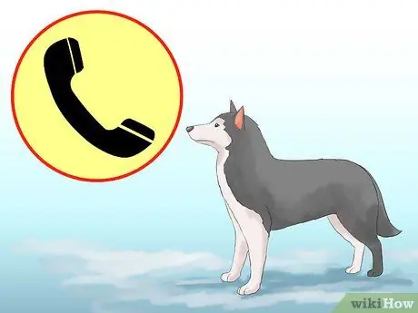 Приступайте к работе с собакой, шаг 10